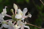 Mountain azalea